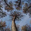 Planter des arbres : une bonne solution pour lutter contre le réchauffement climatique