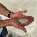 La récolte record de sel dans les marais salants guérandais