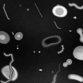 Série horrifique sur le thème du parasite