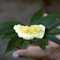 Un atlas alimentaire pour préserver les recettes et traditions amazoniennes