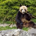 L&rsquo;arrivée de nouveaux pandas au ZooParc de Beauval
