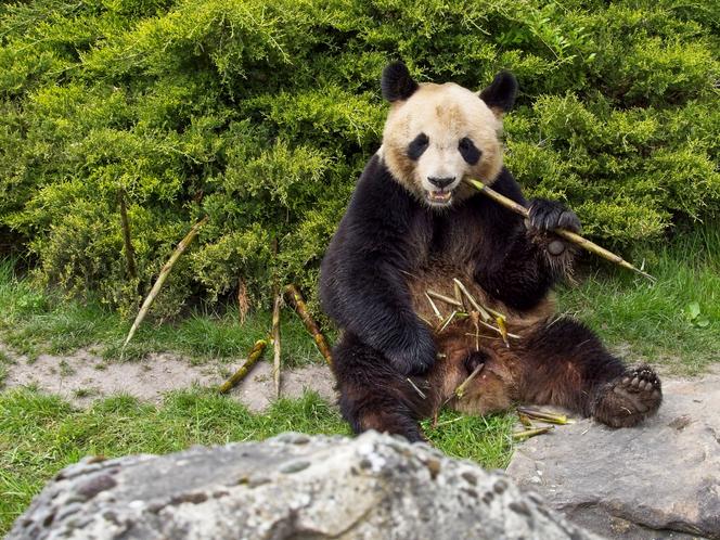 1233298f-f498-4c89-b726-04a4cb9b4014 L’arrivée de nouveaux pandas au ZooParc de Beauval