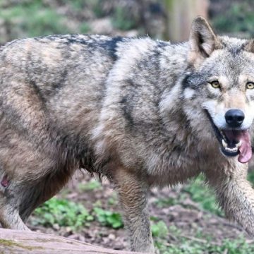 23413124-5253-4bbf-bd2c-93f3c1164c7c Le Nouveau Quota d’Abattage des Loups en France pour 2026