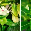 La vie cachée des plantes