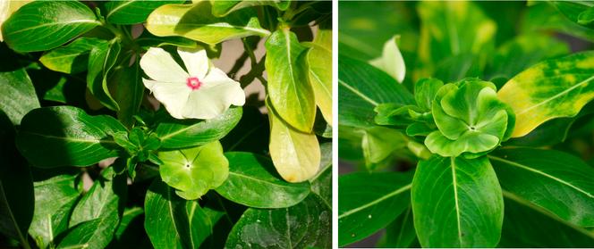 3ca78440-ad13-4d54-8e32-7f82d0b814a1 La vie cachée des plantes