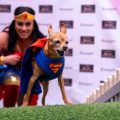 Le statut privilégié des chiens en Colombie