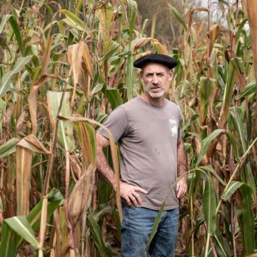 Renouveau du maïs ancien dans les Pyrénées-Atlantiques