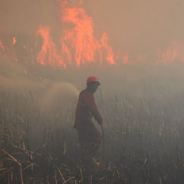Les Feux de Forêt Ravagent l&rsquo;Archipel Indonésien