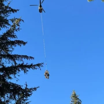 Attaque de loups : les brebis d&rsquo;une éleveuse drômoise transportées par hélicoptère