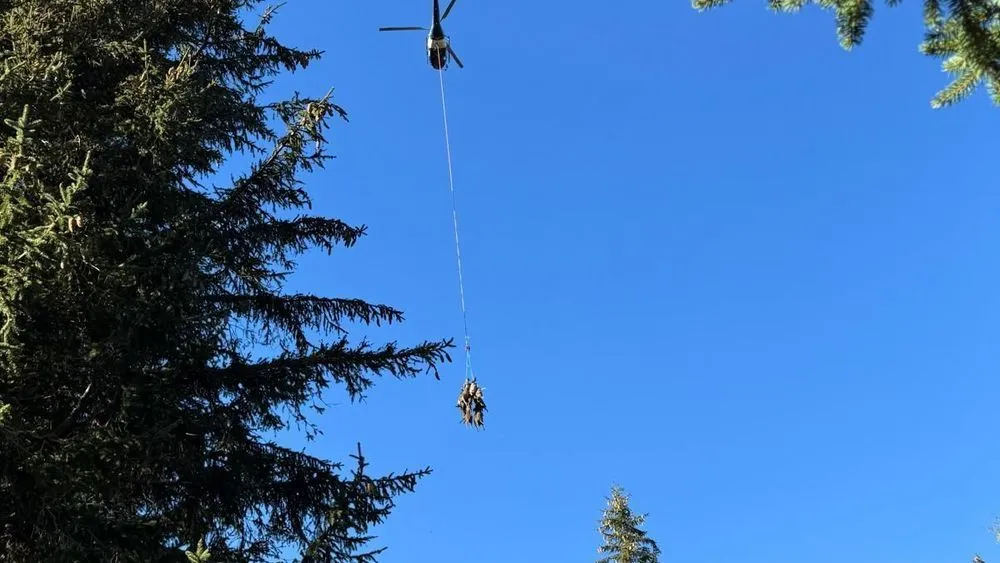 5817069b-e23a-476b-9c78-f8e658391737 Attaque de loups : les brebis d’une éleveuse drômoise transportées par hélicoptère