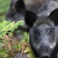 Chasse au sanglier : une augmentation significative en France