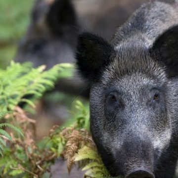 Chasse au sanglier : une augmentation significative en France