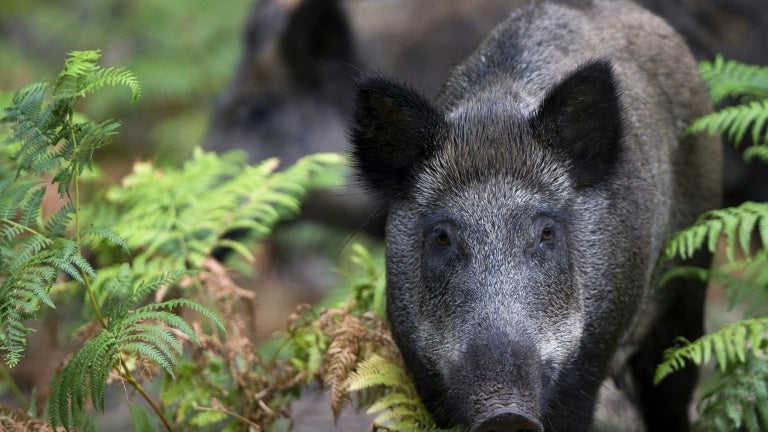 593bf8ee-7e93-4349-8406-65d9cd04937b Chasse au sanglier : une augmentation significative en France