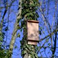 Initiative de nichoirs à chauves-souris à Suresnes pour lutter contre les moustiques tigres