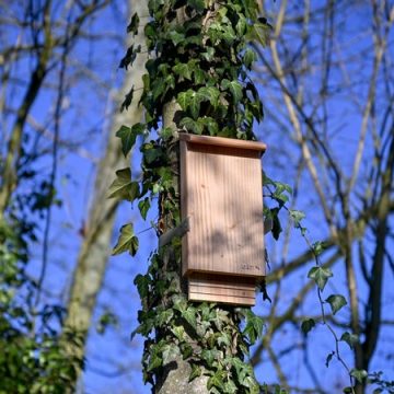 5b71ac40-c942-408d-972c-93e68037e7a2 Initiative de nichoirs à chauves-souris à Suresnes pour lutter contre les moustiques tigres