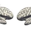 Comment notre cerveau représente-t-il les nombres ?