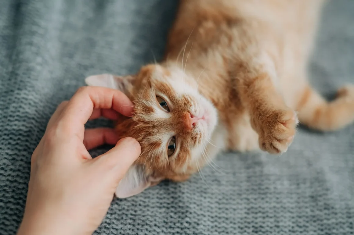 Les effets du ronronnement du chat sur sa santé et celle des humains