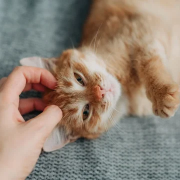 Les effets du ronronnement du chat sur sa santé et celle des humains