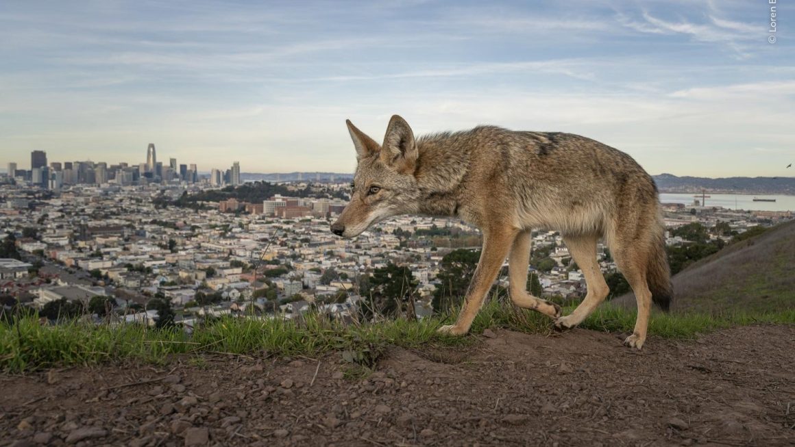 Les Lauréats du Concours Wildlife Photographer of the Year 2026 à Londres