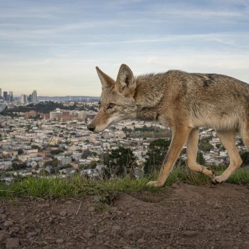 705bc8b9-98e0-4b3d-8372-46f30158d6a0 Les Lauréats du Concours Wildlife Photographer of the Year 2026 à Londres