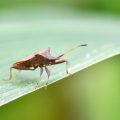Comment se protéger des invasions de punaises diaboliques en automne