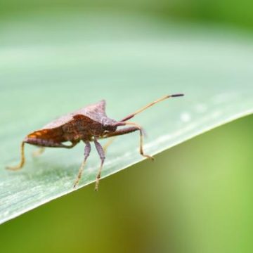 Comment se protéger des invasions de punaises diaboliques en automne
