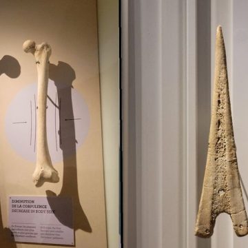 Représentations et stéréotypes sur les rôles des sexes à la préhistoire