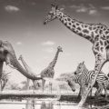 Photographie Animalière: Révélations du Concours de 2026