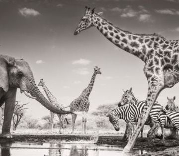 Photographie Animalière: Révélations du Concours de 2026