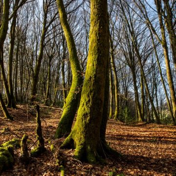 Sylviculture douce pour des forêts résilientes
