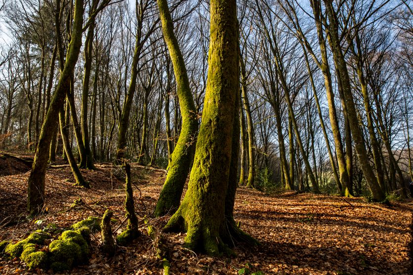FRA - ENV - FOREST Sylviculture douce pour des forêts résilientes
