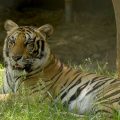 Incident mortel impliquant un tigre au Yorkshire Wildlife Park