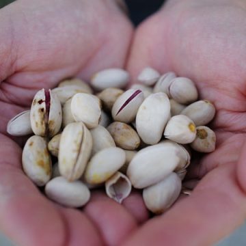 Des vignerons du Vaucluse se tournent vers des cultures alternatives face au changement climatique