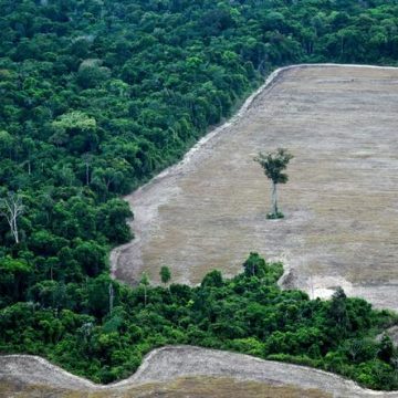 Ralentissement de la déforestation mondiale : un espoir timide selon un rapport
