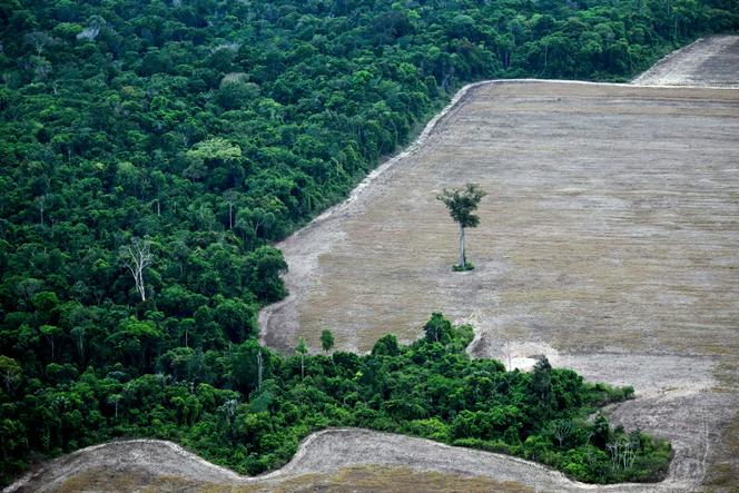 c0e5e132-8c80-43bc-8559-df1c12c6c854 Ralentissement de la déforestation mondiale : un espoir timide selon un rapport