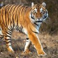 Un incident tragique au parc animalier du Yorkshire : Un homme attaqué par un tigre