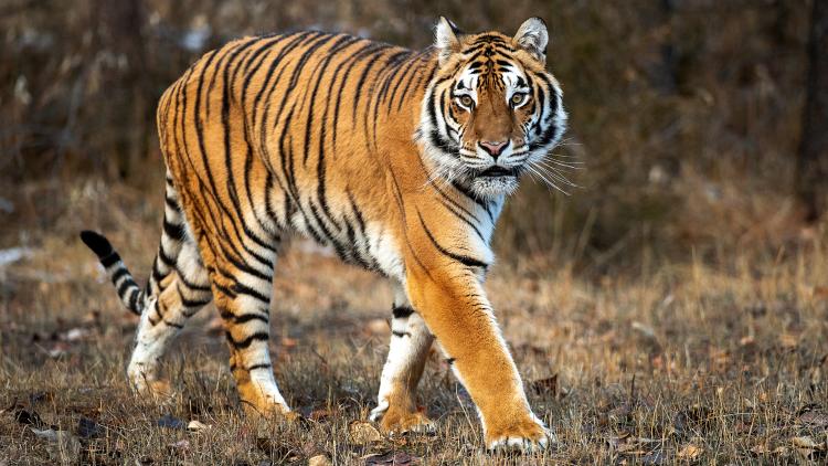 c2be9028-b4c6-4da5-9248-dc1d10ee07df Un incident tragique au parc animalier du Yorkshire : Un homme attaqué par un tigre