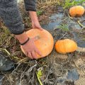 Crise des Courges en Loire-Atlantique: Un Été de Tous les Records