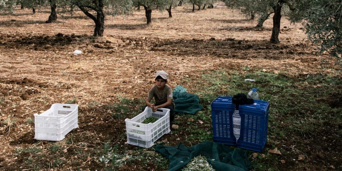 La récolte des olives à la frontière mouvante du Liban