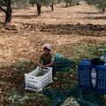 La récolte des olives à la frontière mouvante du Liban