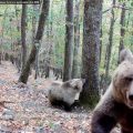 La population d&rsquo;ours dans les Pyrénées : un défi pour la biodiversité