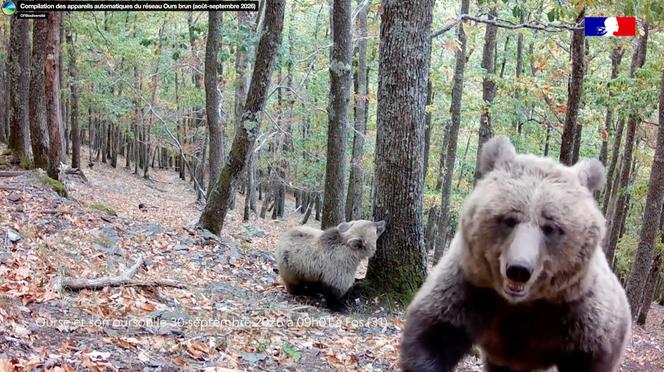 e9e60b5e-68d4-4c5c-8098-203fa6814157 La population d’ours dans les Pyrénées : un défi pour la biodiversité