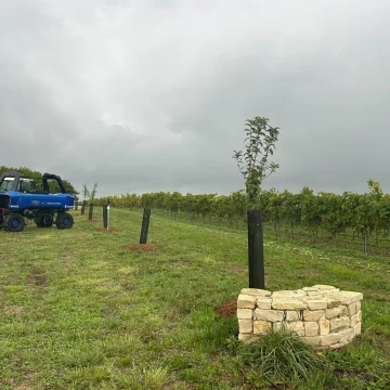 Adaptation viticole face au changement climatique en Charente